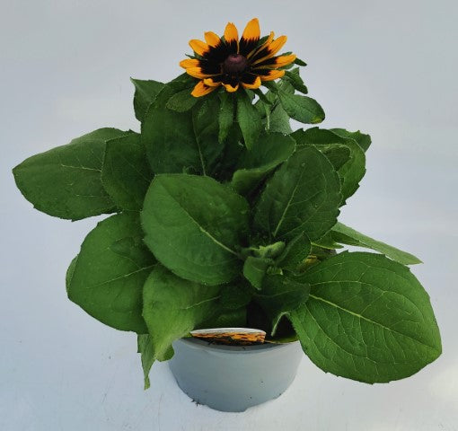 x1 Rudbeckia Rudy Mini Yellow Back 19cm/3Litre