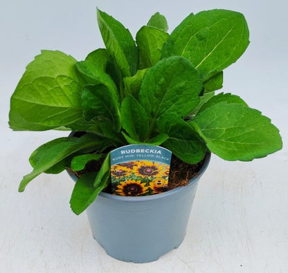 x1 Rudbeckia Rudy Mini Yellow Back 19cm/3Litre