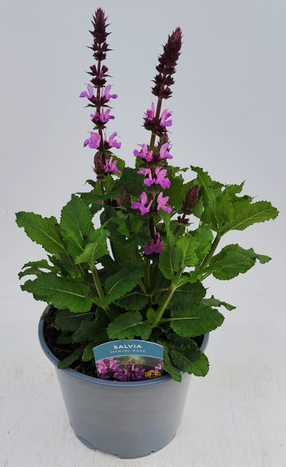 x1 Salvia Marvel Rose 19cm/3Ltr