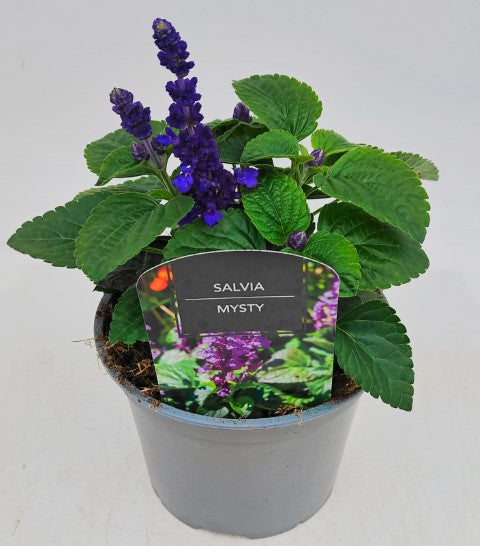x1 Salvia Mysty 17cm/2Litre