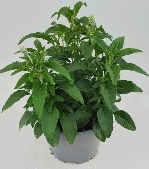 x1 Salvia Marvel White 19cm/3Ltr