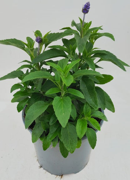 x1 Salvia Marvel Blue 19cm/3Ltr
