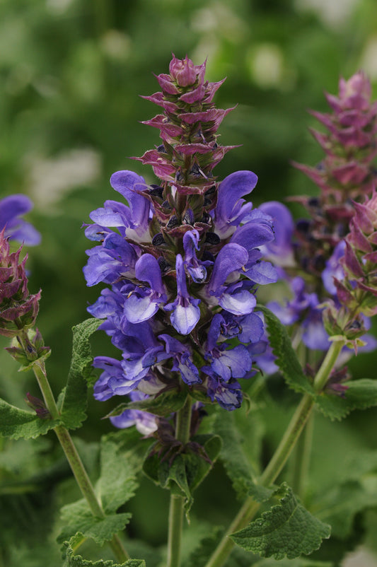 x1 Salvia Marvel Blue 19cm/3Ltr
