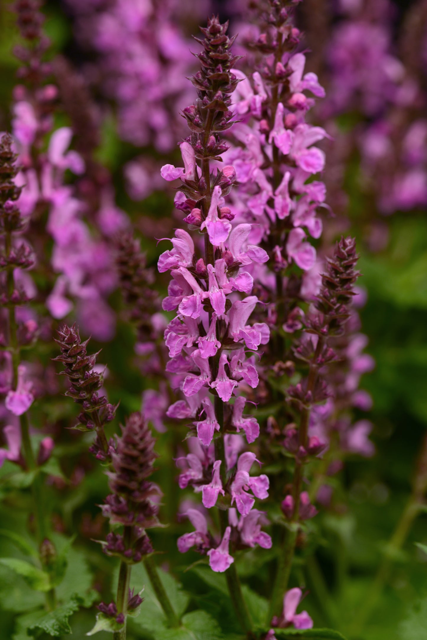 x1 Salvia Marvel Rose 19cm/3Ltr