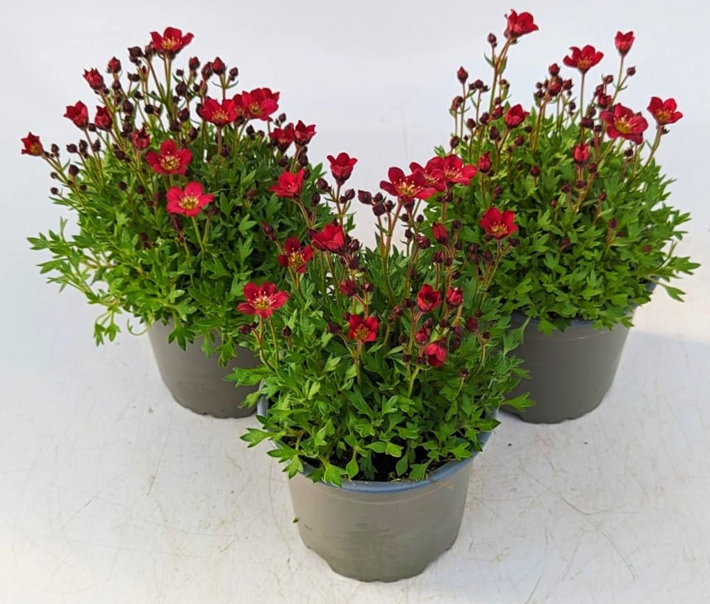 x3 Saxifraga Alpino Red 10.5cm/9cm