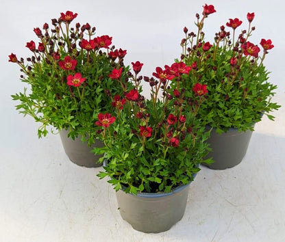 x3 Saxifraga Alpino Red 10.5cm/9cm