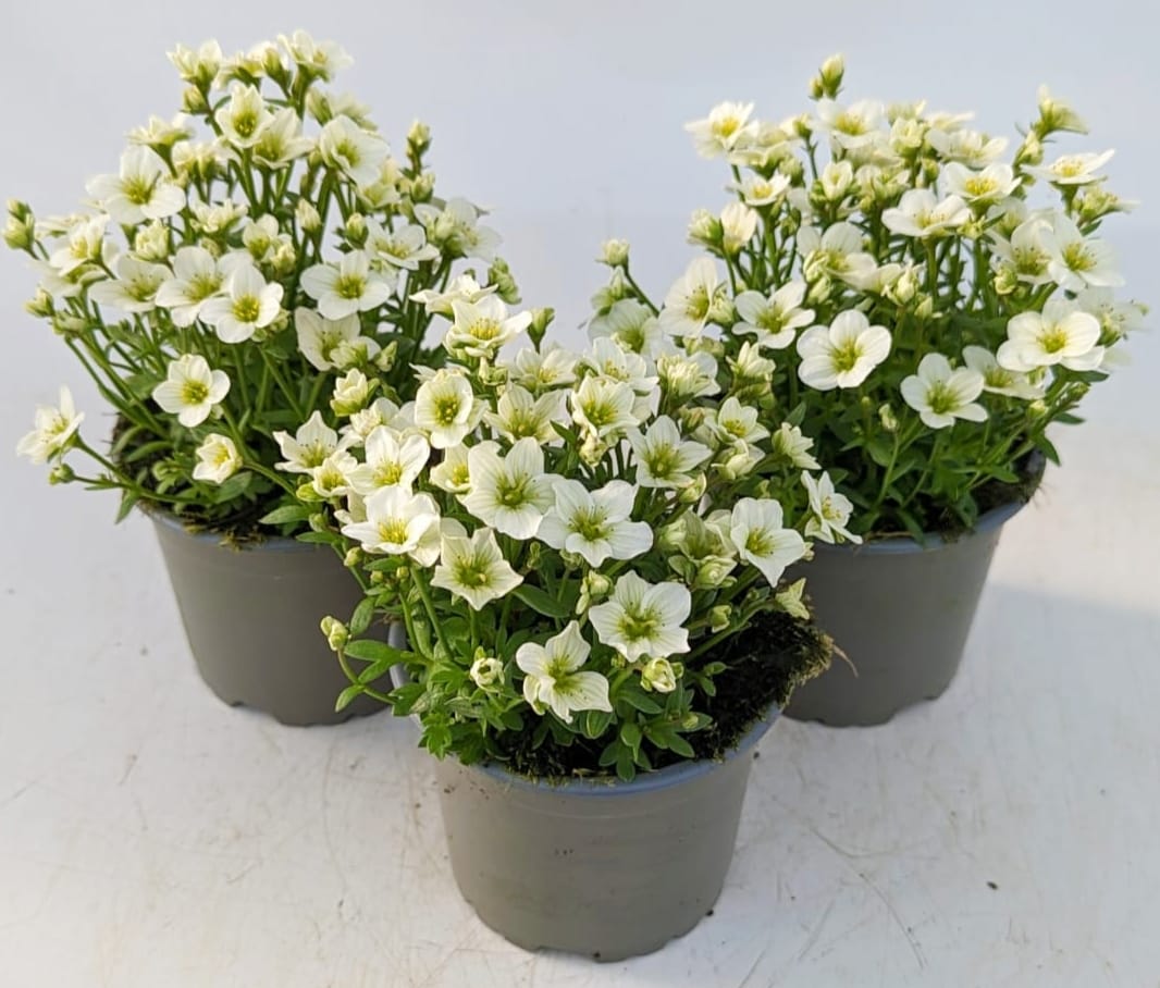 x3 Saxifraga Alpino White - 10.5cm/9cm