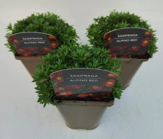 x2 Saxifraga Alpino Red 13cm/1Litre