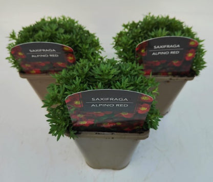 x2 Saxifraga Alpino Red 13cm/1Litre
