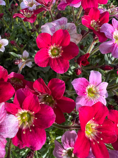 x1 Saxifraga Alpino Rose 19cm/3Litre