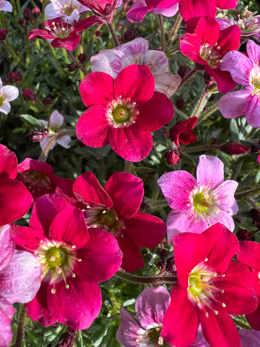 x1 Saxifraga Alpino Rose 19cm/3Litre