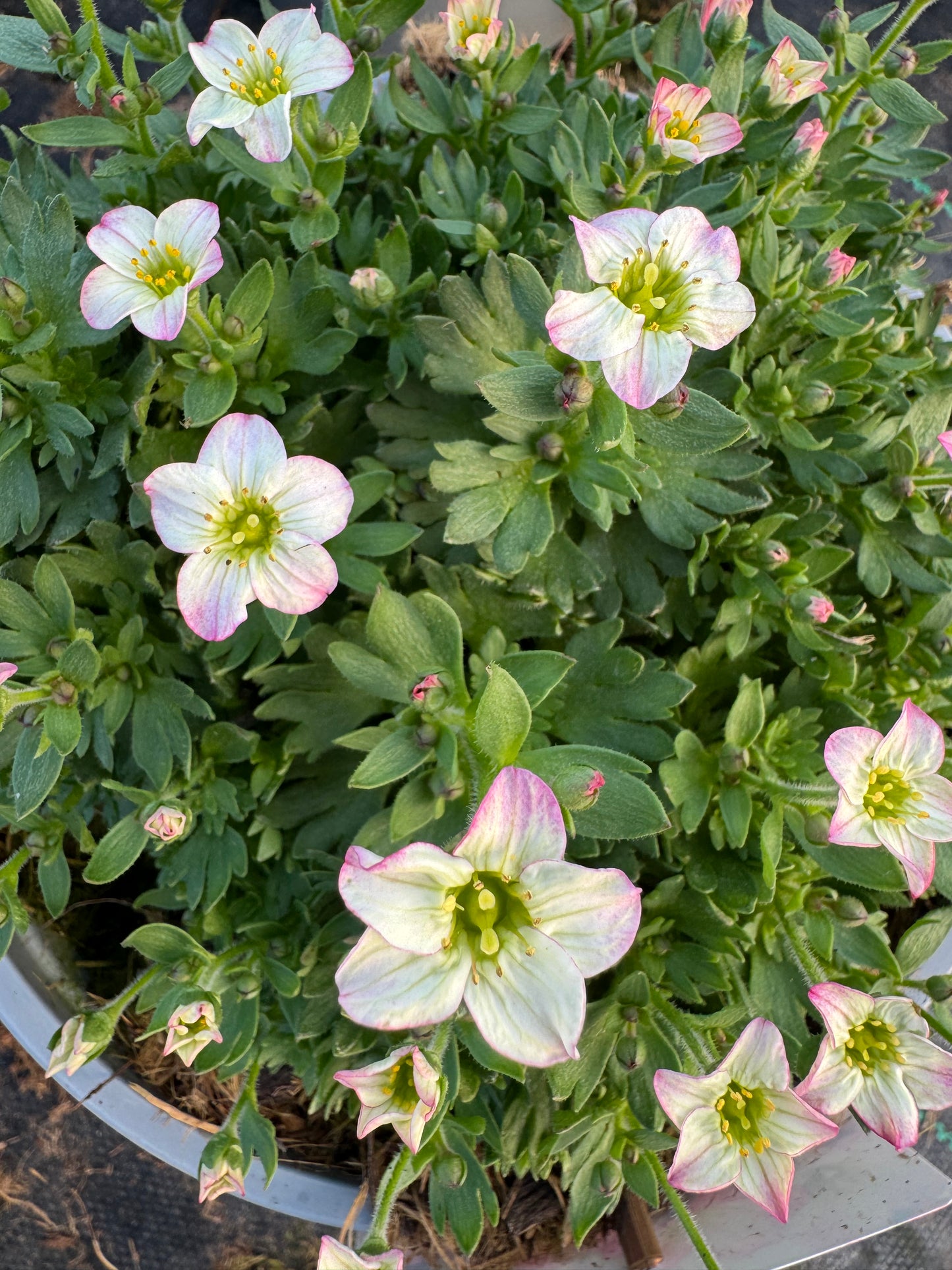 x1 Saxifraga Picotee 19cm/3Litre