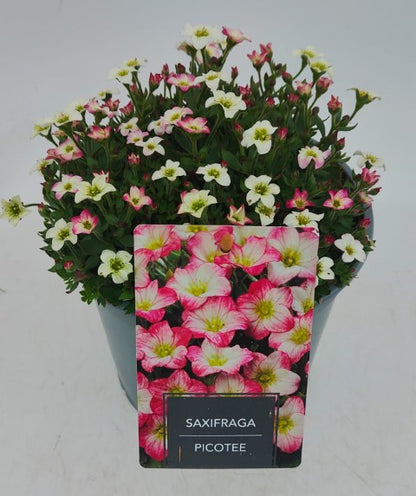 x1 Saxifraga Picotee 19cm/3Litre