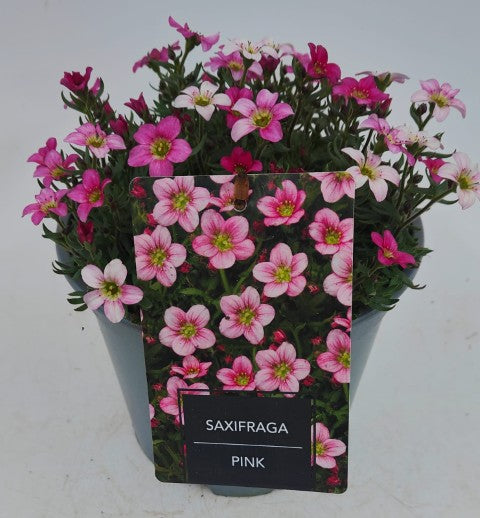 x1 Saxifraga Alpino Pink 19cm/3Litre