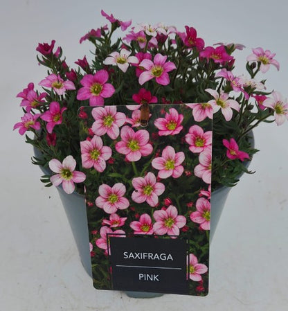x1 Saxifraga Alpino Pink 19cm/3Litre