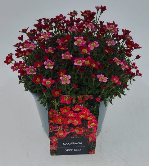 x1 Saxifraga Red - 19cm/3Litre