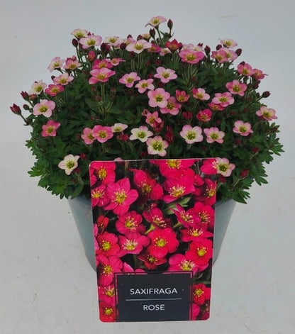 x1 Saxifraga Alpino Rose 19cm/3Litre