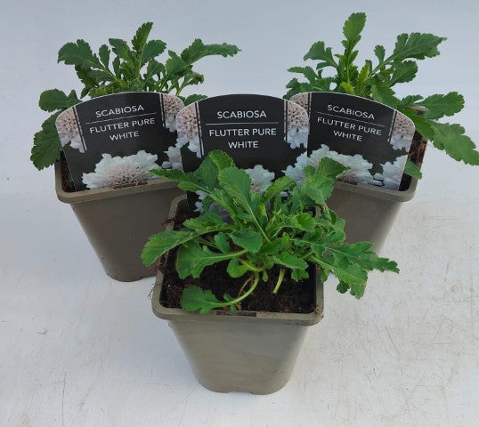 x2 Scabiosa Flutter Pure White 13cm/1 Litre
