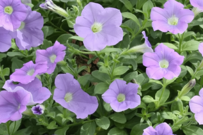 x3 Petunia Surfinia Sky Blue 10.5cm/9cm