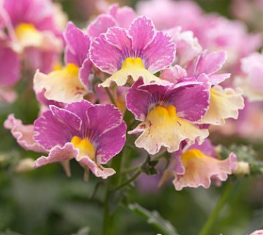 x1 Nemesia Sunmesia Banana Swirl 19cm/3Ltr
