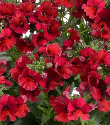 x1 Nemesia Sunmesia Dark Red 19cm/3Ltr