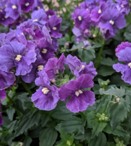 x1 Nemesia Sunmesia Denim 19cm/3Ltr