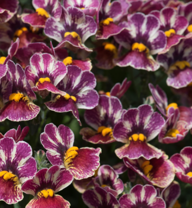 x1 Nemesia Sunmesia Tutti Frutti 19cm/3Ltr