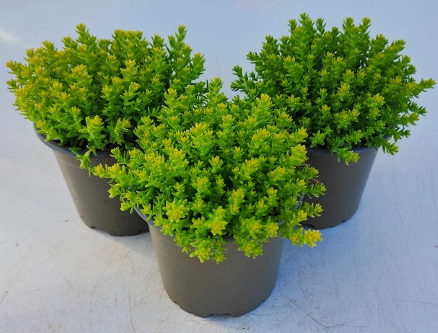 x3 Sedum Acre Aurea Plants in 10.5cm/9cm pots