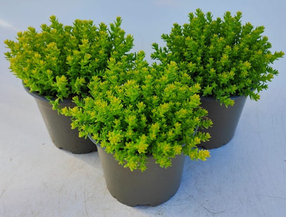 x3 Sedum Acre Aurea Plants in 10.5cm/9cm pots