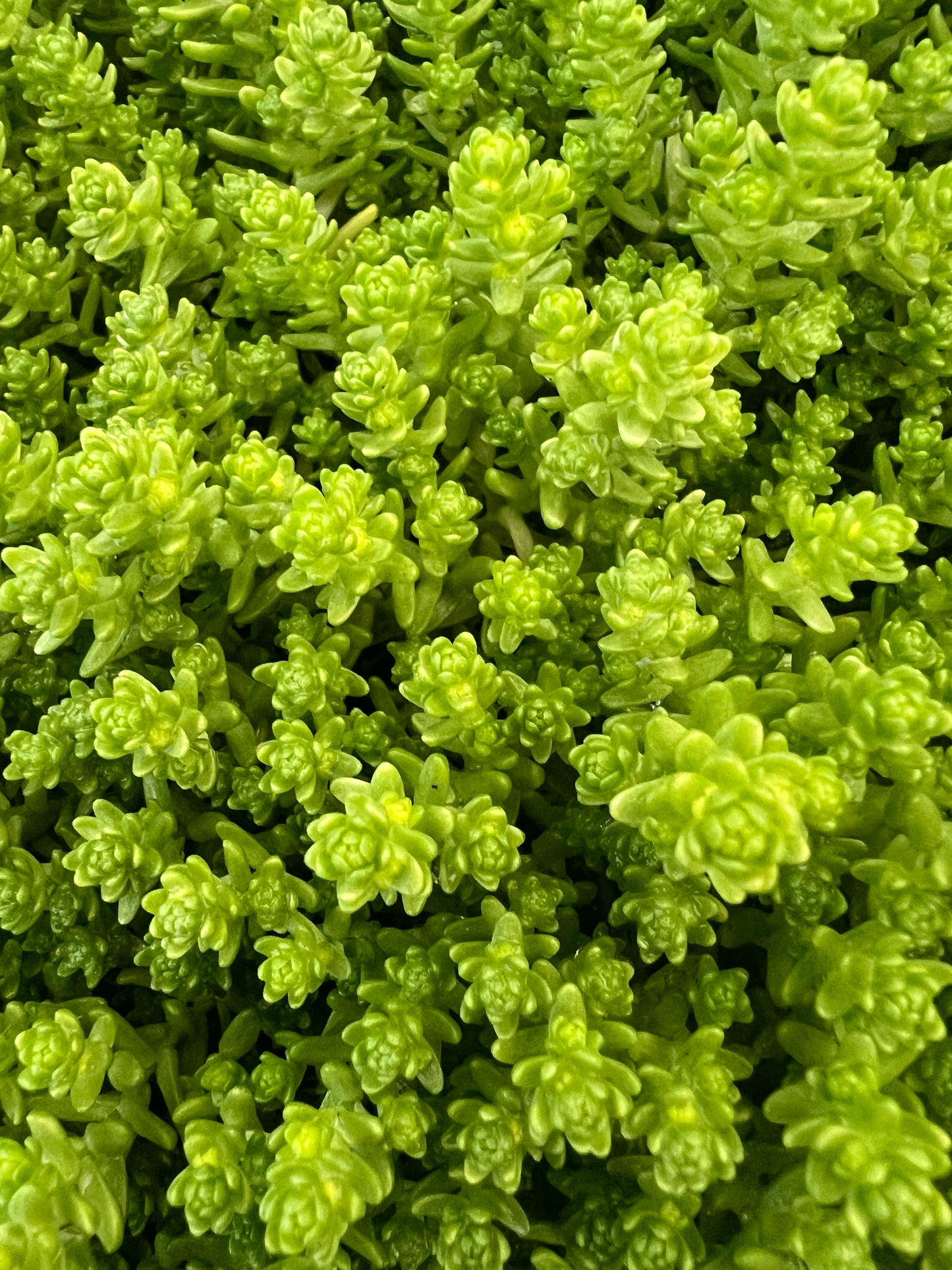 x3 Sedum Acre Aurea Plants in 10.5cm/9cm pots