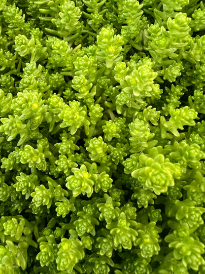 x3 Sedum Acre Aurea Plants in 10.5cm/9cm pots