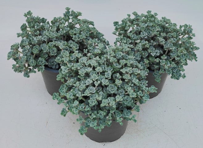 x3 Sedum Cape Blanco Foliage plants 10.5cm/9cm