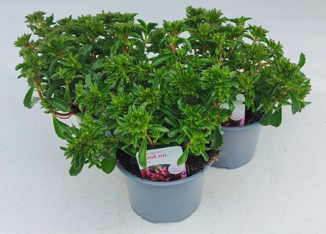x2 Sedum Spot On Pink 13cm/1 Ltr