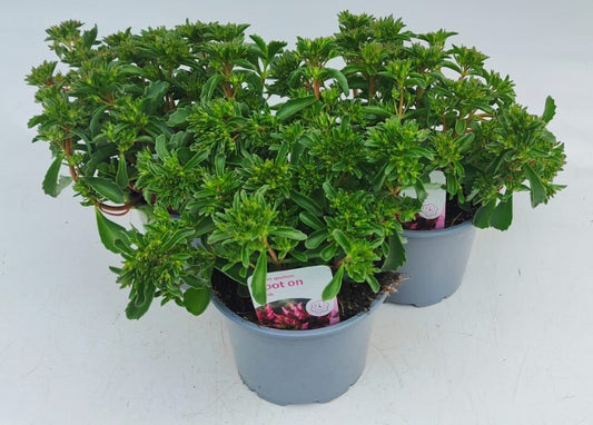 x2 Sedum Spot On Pink 13cm/1 Ltr