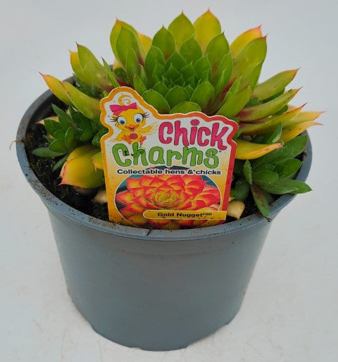 x1 Sempervivum | Succulent Chick Charms Gold Nugget 2 Litre