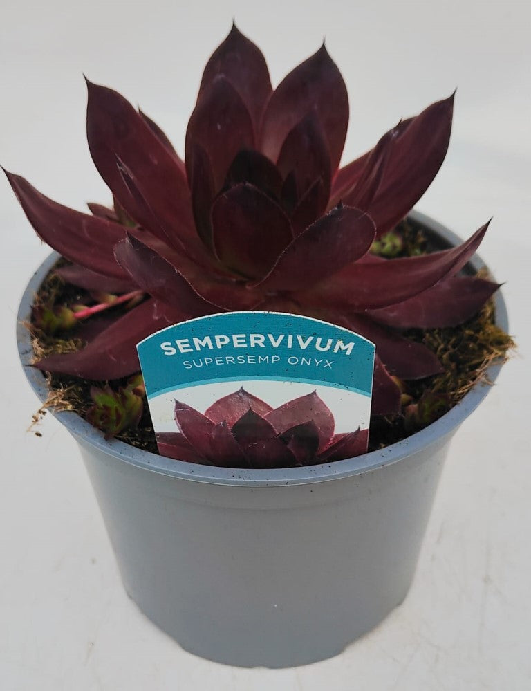 x1 Sempervivum | Succulent Supersemps Onyx 2Litre
