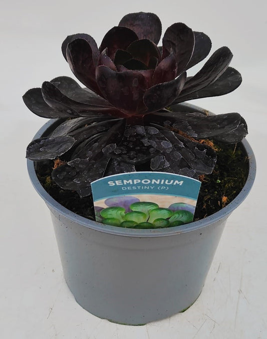 x1 Semponium | Succulent Destiny 2Litre