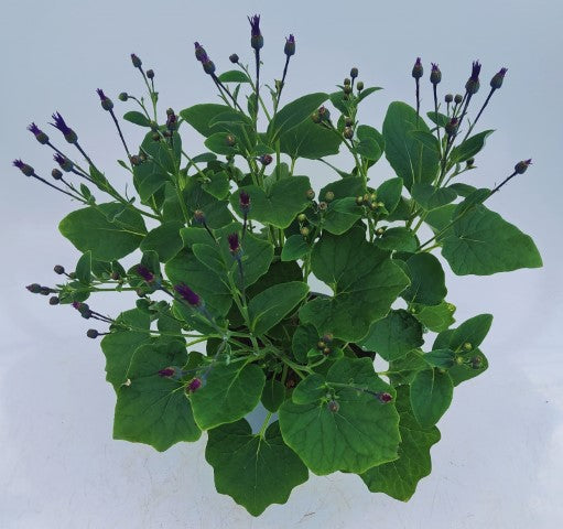 x1 Senetti Blue - 17cm/2Litre
