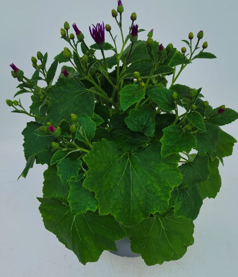 x1 Senetti Magenta 17cm/2Litre