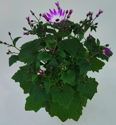 x1 Senetti Magenta Bicolour 17cm/2Litre
