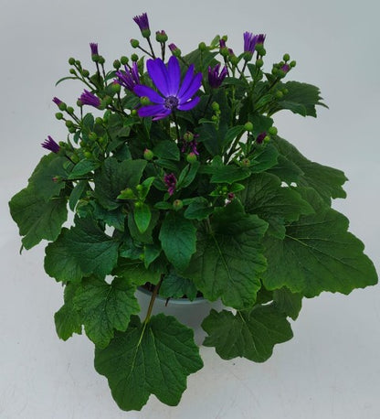 x1 Senetti Violet 17cm/2Litre