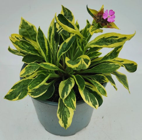 x1 Silene Valley High 19cm/3Ltr