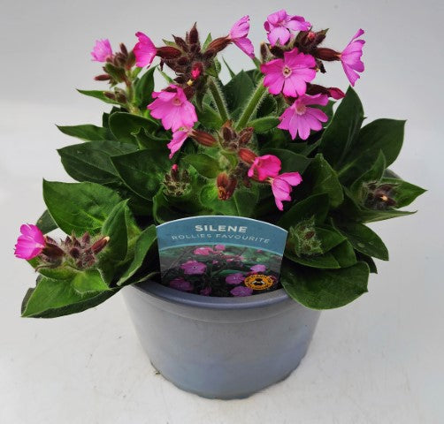 x1 Silene Rollies Favourite 19cm/3Ltr