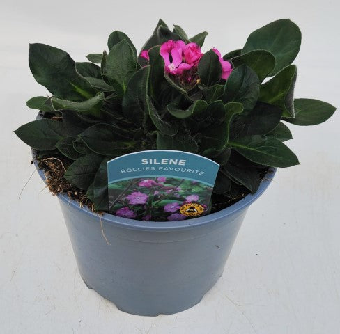 x1 Silene Rollies Favourite 19cm/3Ltr