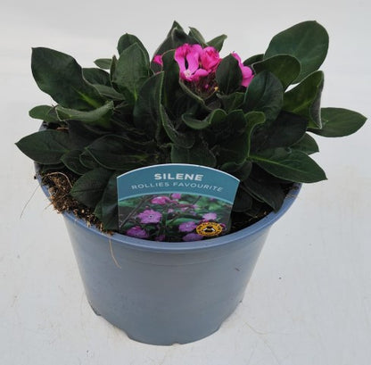 x1 Silene Rollies Favourite 19cm/3Ltr