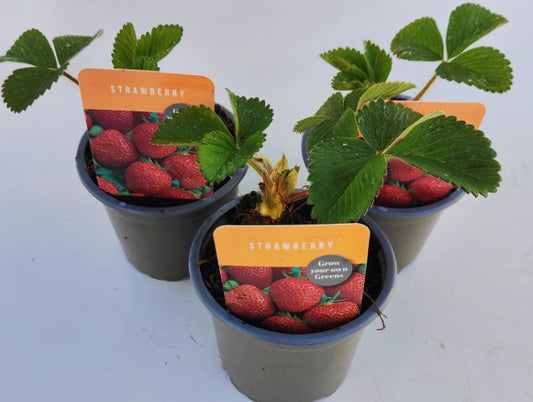 x3 Strawberry Fruit Plant 10.5cm/9cm