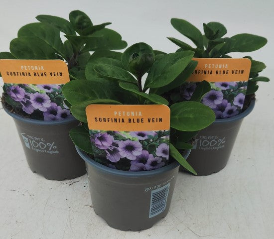 x3 Petunia Surfinia Blue Vein 10.5cm/9cm