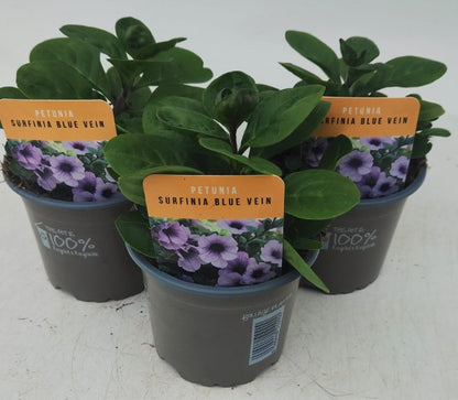 x3 Petunia Surfinia Blue Vein 10.5cm/9cm