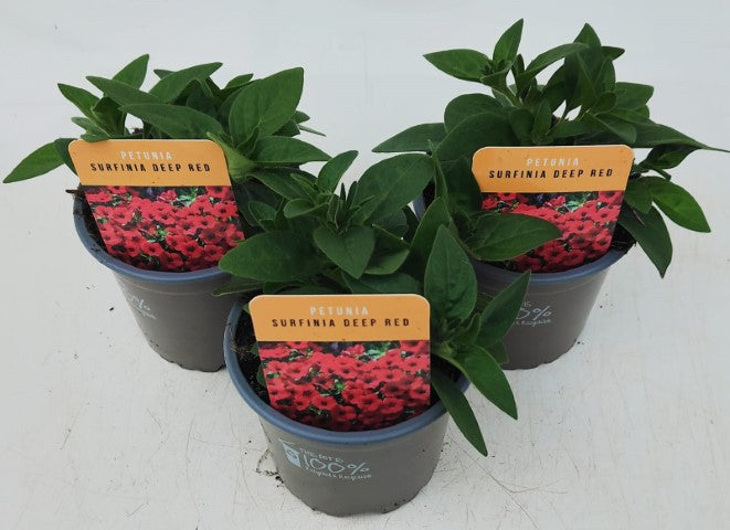 x3 Petunia Surfinia Deep Red 10.5cm/9cm