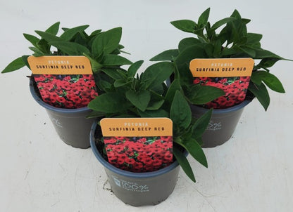 x3 Petunia Surfinia Deep Red 10.5cm/9cm